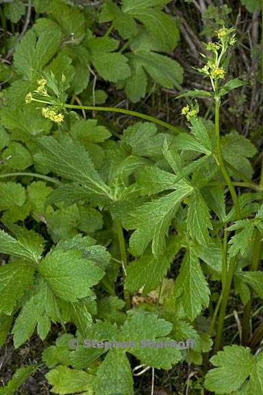 sanicula crassicaulis 1 graphic